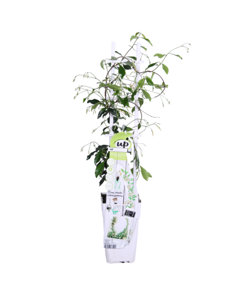 Toskanischer Jasmin