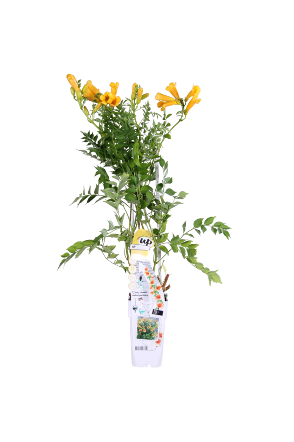 Trompetenblume Goldtrompete