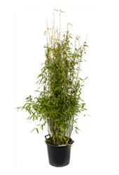 Fargesia murieliae Jumbo