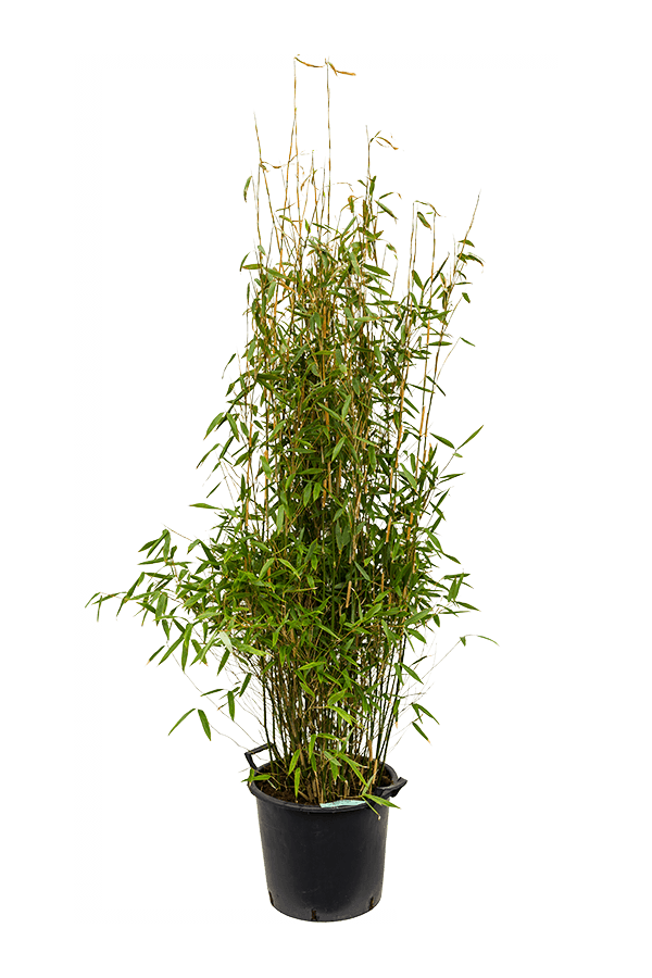 Fargesia murieliae Jumbo