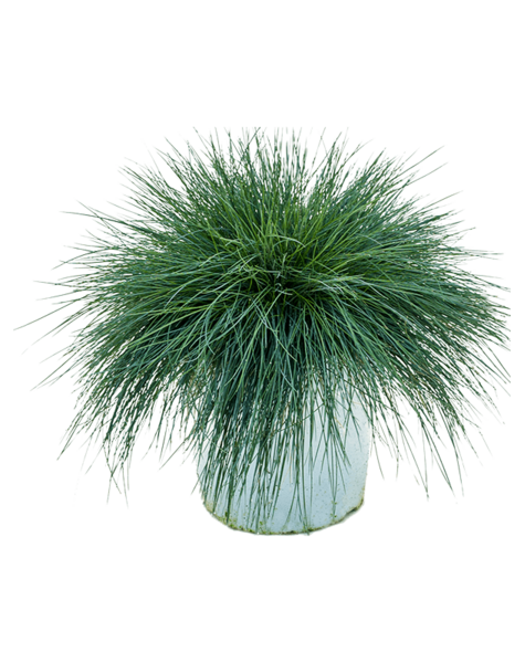 Festuca