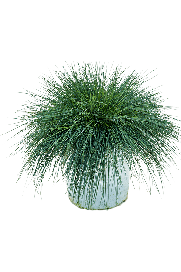 Festuca Glauca Intensives Blau