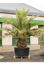 Jubaea chilensis