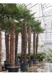 Trachycarpus Fortunei (520-580)