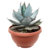 Agave Titanota Blaues Eis