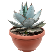 Agave