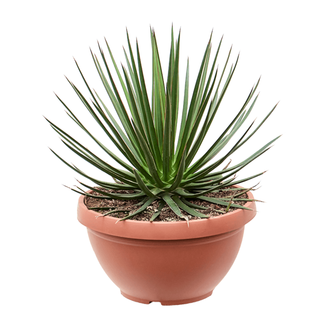 Agave Ocahui