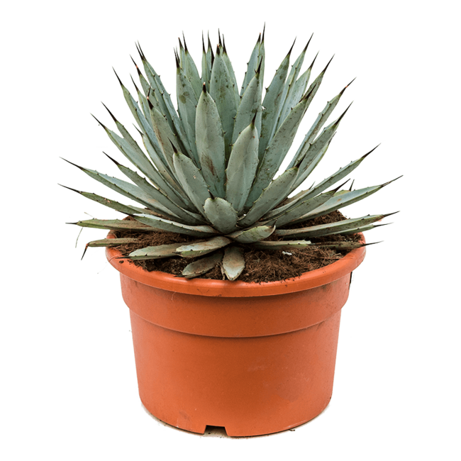 Agave macroacantha