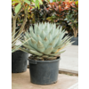 Agave Parryi