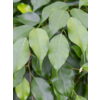 Ficus Benjamina