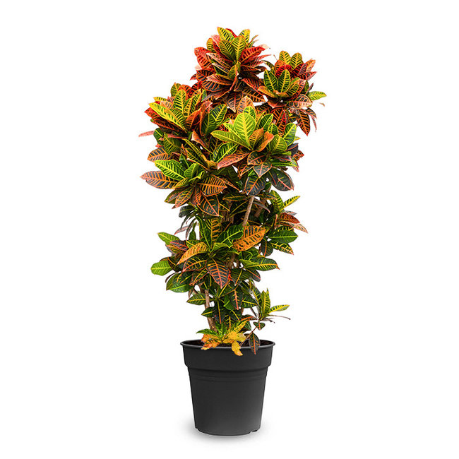 Croton Wunder Busch XL