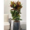 Croton Wunder Busch XL