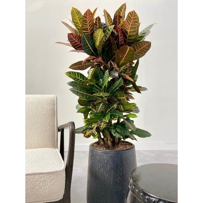 Croton Wunder Busch XL