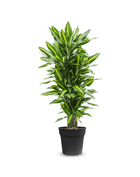 Dracaena