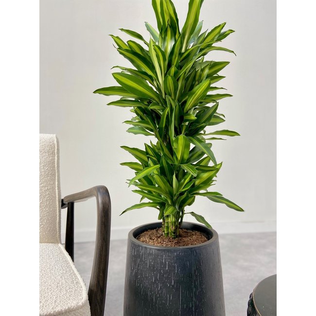 Dracaena Cintho verzweigt L