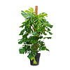 Monstera Fensterblatt Moosstab L