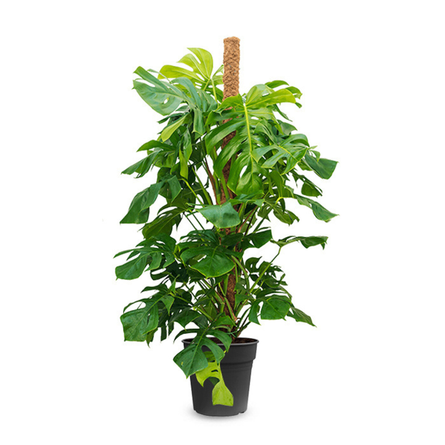 Monstera groe Pflanze online? - www.fleurdirect.com