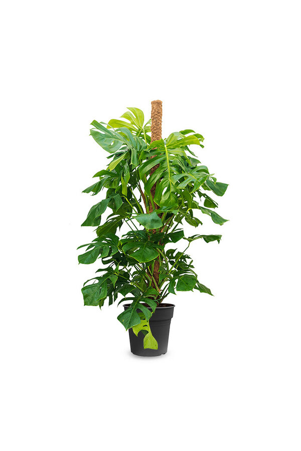 Monstera Fensterblatt Moosstab L