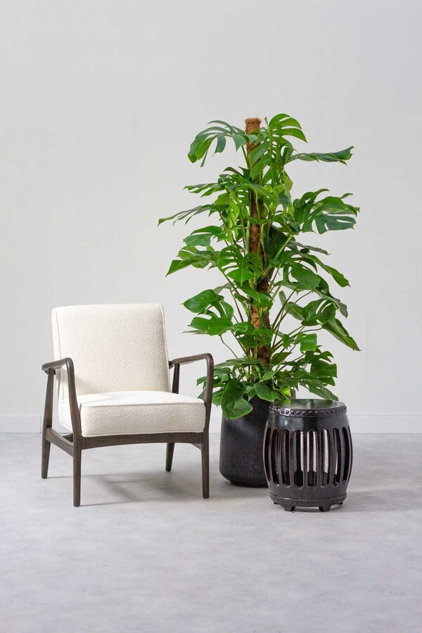 Monstera Fensterblatt Moosstab L