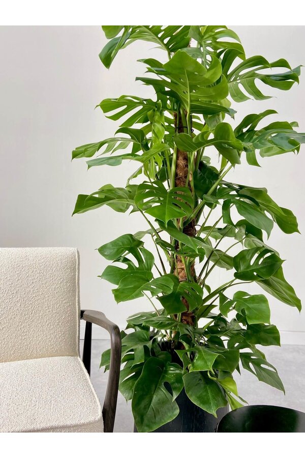 Monstera Fensterblatt Moosstab L