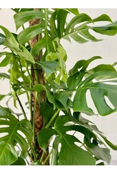 Monstera Fensterblatt Moosstab L