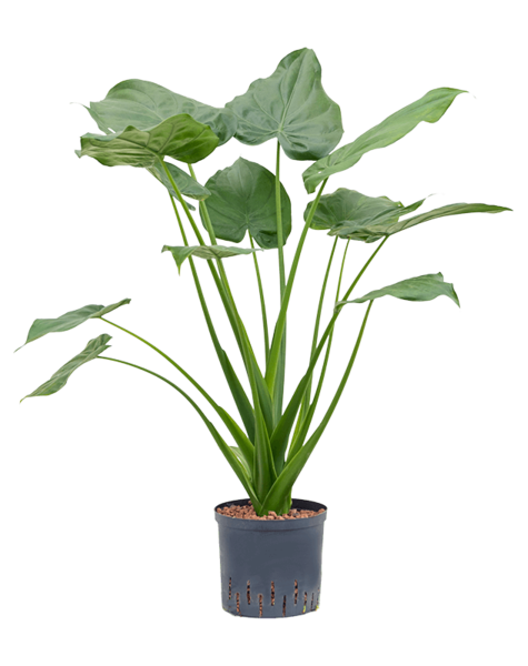 Hydrokulturpflanze Alocasia