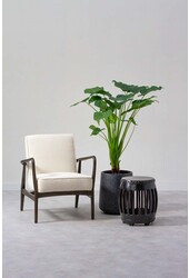 Hydrokulturpflanze Alocasia cucullata