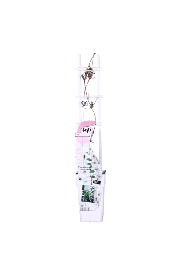 Kontinuierlich blühende Waldrebe Corinne