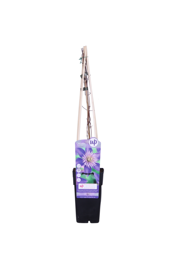 Clematis Großblütige Waldschnepfe Multi Blue