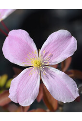 Clematis Kleinblütiger Waldmeister Duftender Frühling