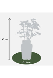 BIO Johannisbeere Ribes Kleiner schwarzer Zucker