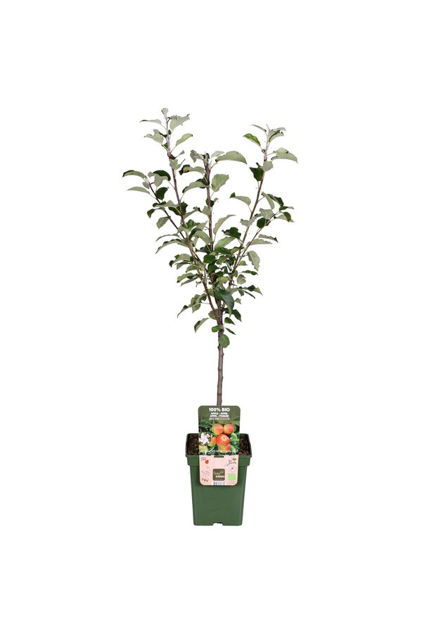 BIO Apfelbaum Malus Elstar