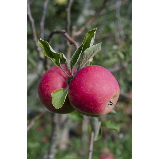 BIO Apfelbaum Malus Elstar