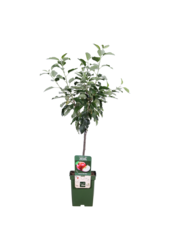 BIO Apfelbaum Malus Gala