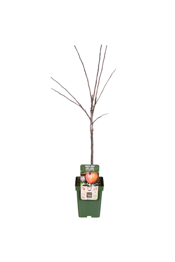 BIO Apfelbaum Malus Gala