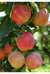 BIO Apfelbaum Malus Gala