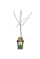 BIO Apfelbaum Malus Jonagold