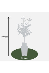 BIO Apfelbaum Malus Jonagold