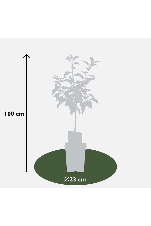 BIO Apfelbaum Malus Jonagold