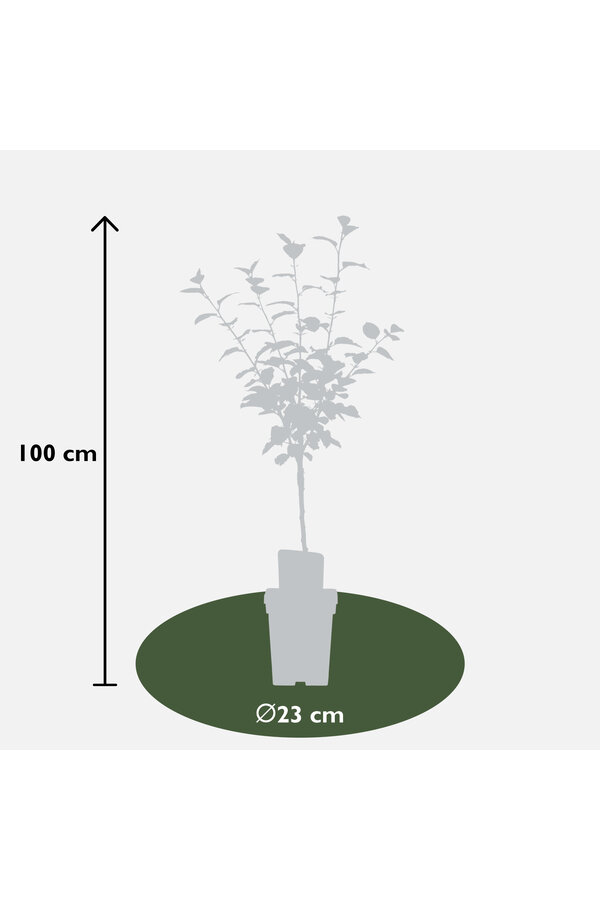 BIO Apfelbaum Malus Rode Boskoop