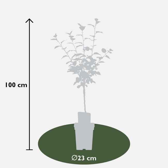 BIO Apfelbaum Malus Rode Boskoop