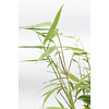 Bambus Fargesie