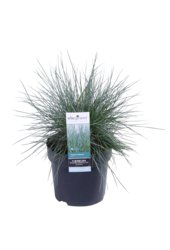 Blaues Schafsgras Azura Blue®