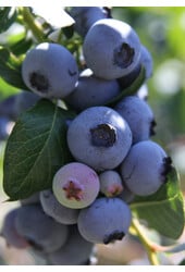 BIO Heidelbeere Kleines blaues Wunder