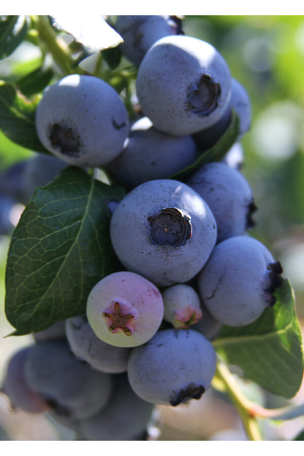 BIO Heidelbeere Kleines blaues Wunder