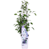 Kontinuierlich blühende Waldrebe Olympia