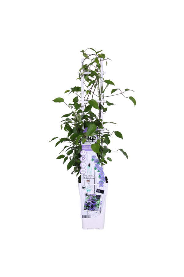 Kontinuierlich blühende Waldrebe Olympia