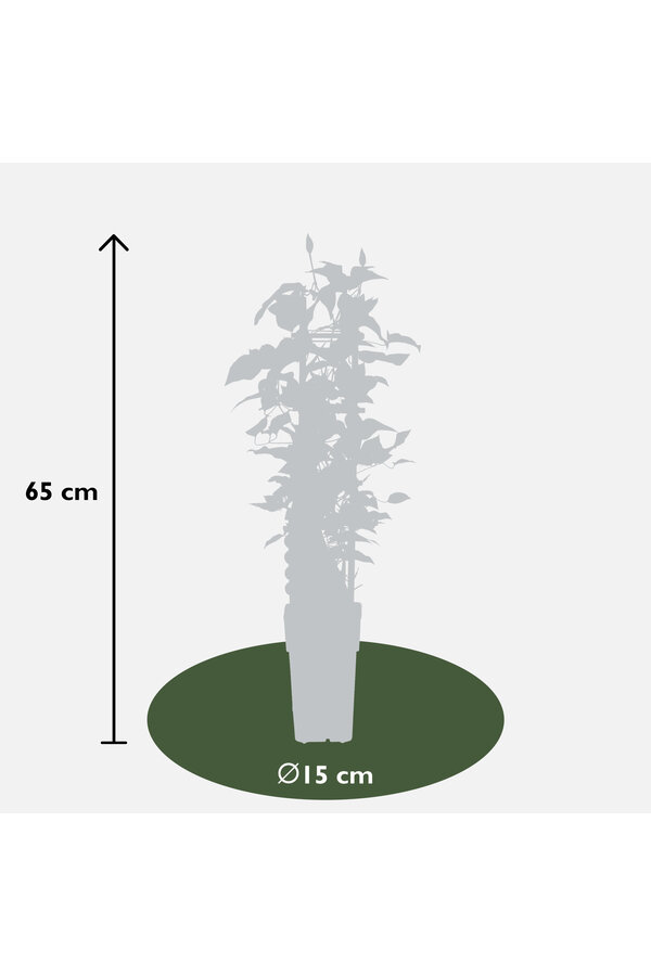 Kontinuierlich blühende Waldrebe Olympia