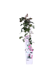 Kontinuierlich blühende Kletterrose Rosa