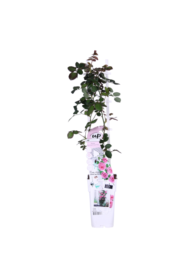 Kontinuierlich blühende Kletterrose Rosa